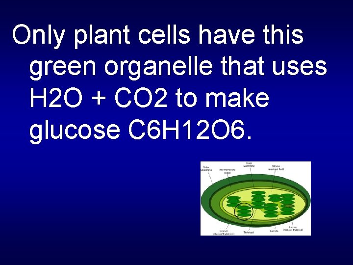 Only plant cells have this green organelle that uses H 2 O + CO