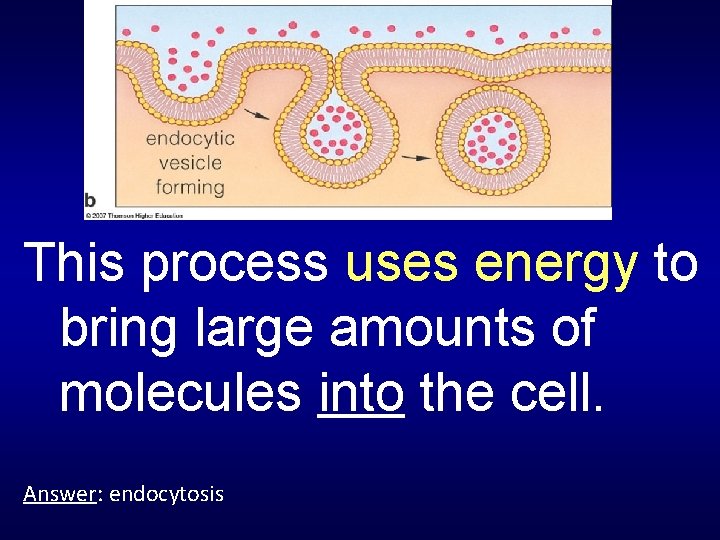 This process uses energy to bring large amounts of molecules into the cell. Answer: