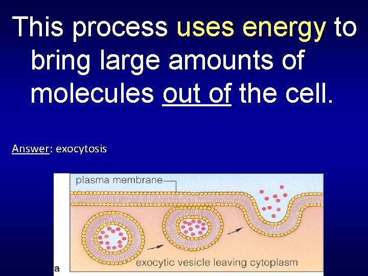 This process uses energy to bring large amounts of molecules out of the cell.