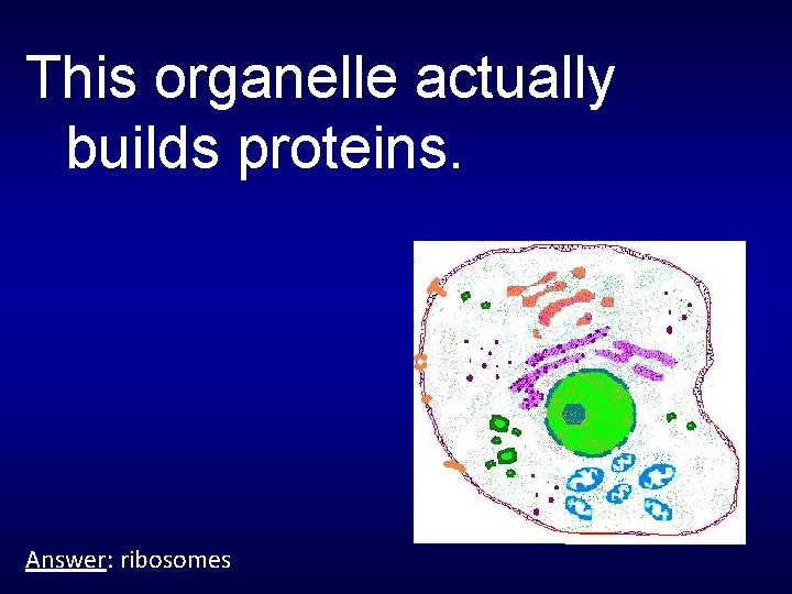 This organelle actually builds proteins. Answer: ribosomes 