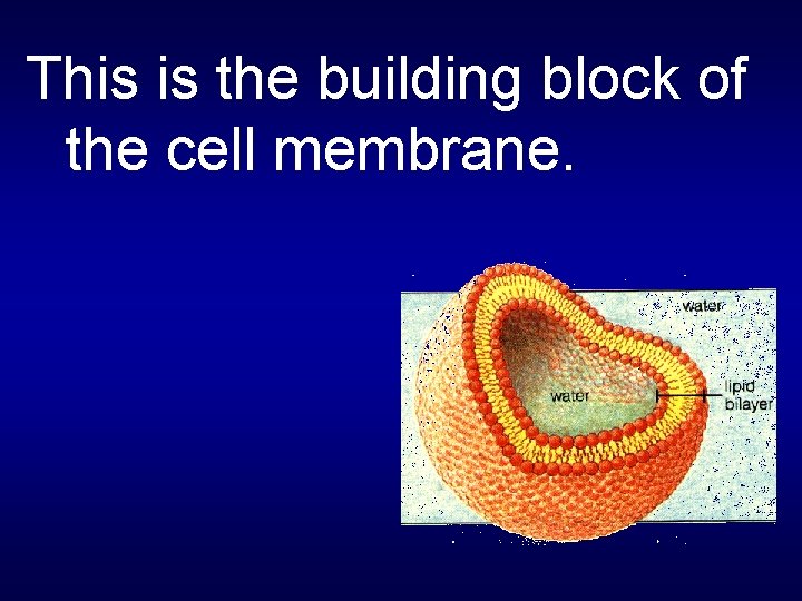 This is the building block of the cell membrane. 