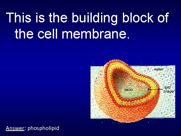 This is the building block of the cell membrane. Answer: phospholipid 