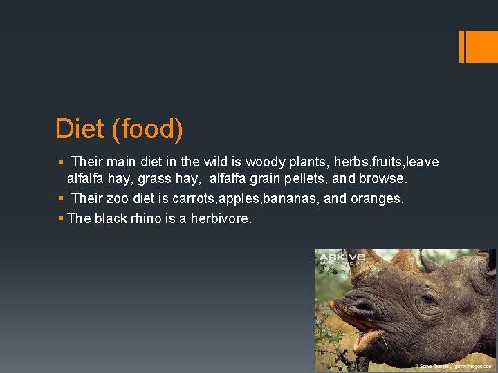 Diet (food) § Their main diet in the wild is woody plants, herbs, fruits,