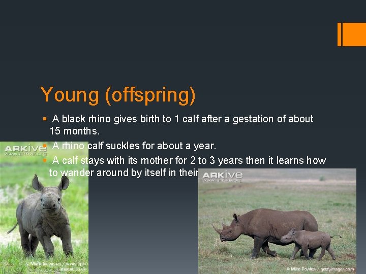 Young (offspring) § A black rhino gives birth to 1 calf after a gestation