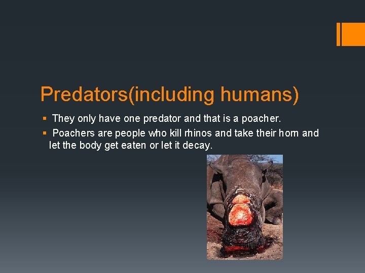 Predators(including humans) § They only have one predator and that is a poacher. §