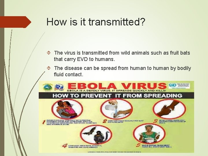 How is it transmitted? The virus is transmitted from wild animals such as fruit