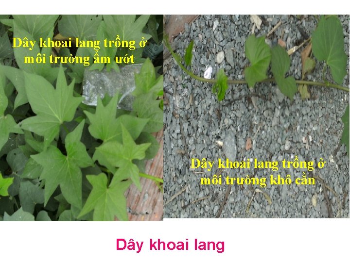 Dây khoai lang trồng ở môi trường ẩm ướt Dây khoai lang trồng ở