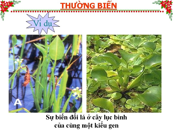 THƯỜNG BIẾN Vi du Sự biến đổi lá ở cây lục bình của cùng