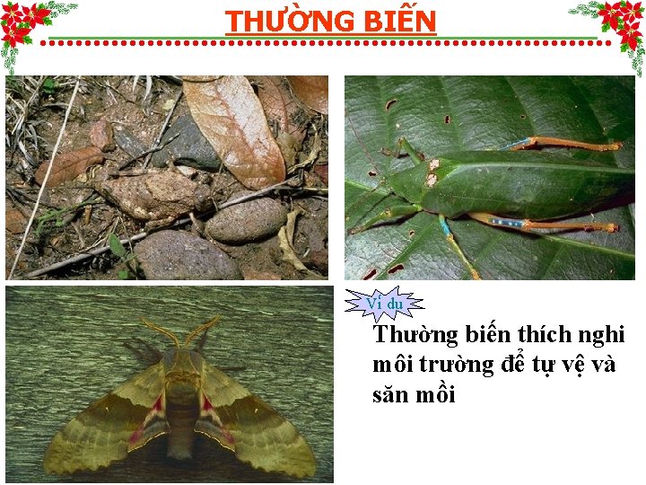 THƯỜNG BIẾN Vi du Thường biến thích nghi môi trường để tự vệ và