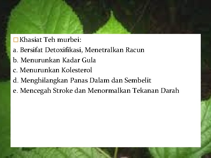 � Khasiat Teh murbei: a. Bersifat Detoxifikasi, Menetralkan Racun b. Menurunkan Kadar Gula c.