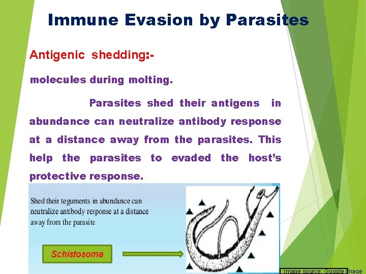 Immune Evasion by Parasites Antigenic shedding: molecules during molting. Parasites shed their antigens in