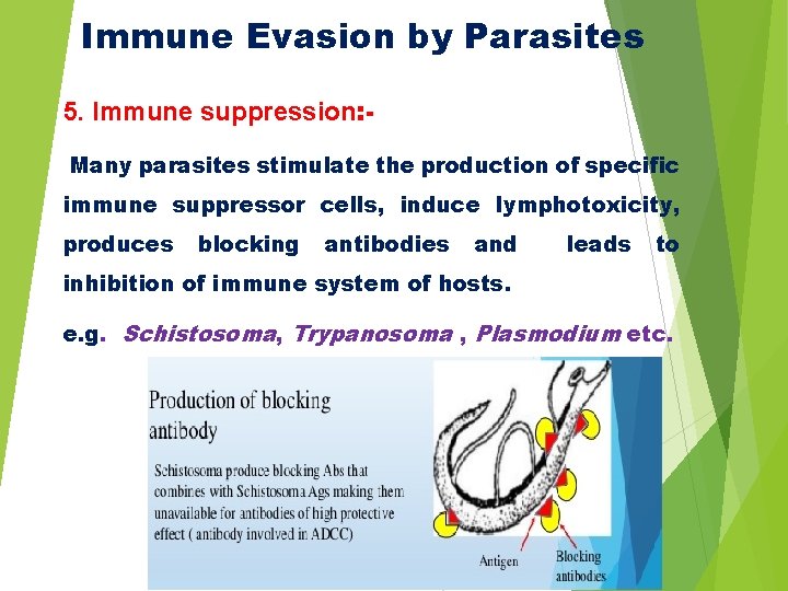Immune Evasion by Parasites 5. Immune suppression: Many parasites stimulate the production of specific