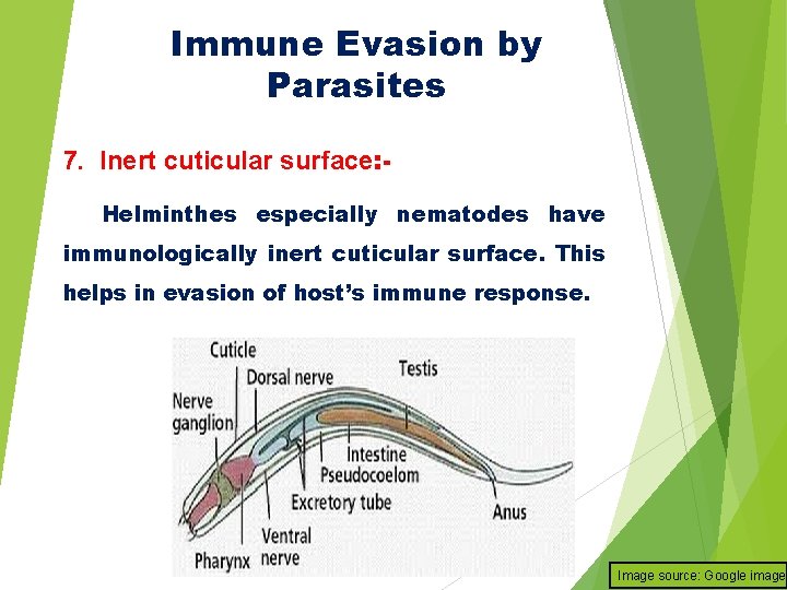 Immune Evasion by Parasites 7. Inert cuticular surface: Helminthes especially nematodes have immunologically inert