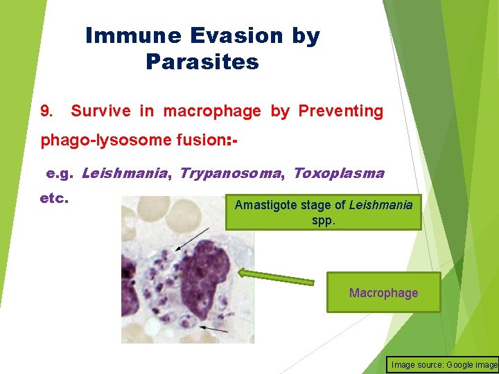 Immune Evasion by Parasites 9. Survive in macrophage by Preventing phago-lysosome fusion: e. g.