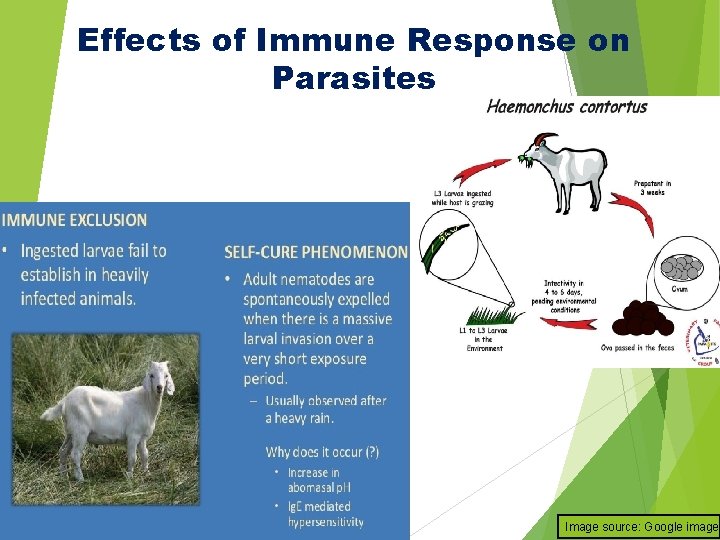 Effects of Immune Response on Parasites Image source: Google image 