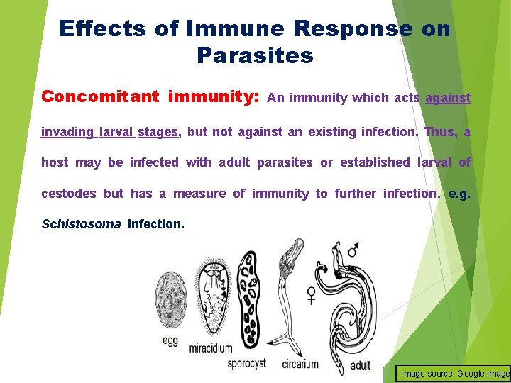 Effects of Immune Response on Parasites Concomitant immunity: An immunity which acts against invading