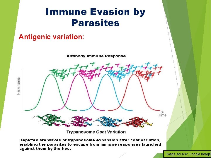 Immune Evasion by Parasites Antigenic variation: Image source: Google image 