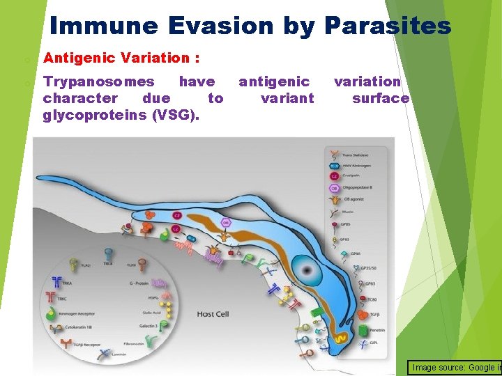 Immune Evasion by Parasites o o Antigenic Variation : Trypanosomes have character due to
