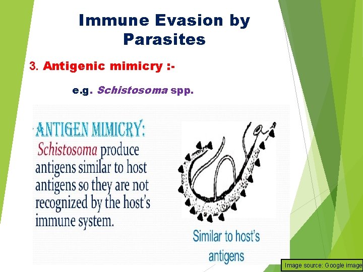 Immune Evasion by Parasites 3. Antigenic mimicry : e. g. Schistosoma spp. Image source: