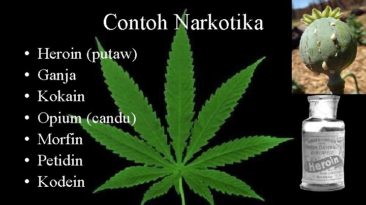 Contoh Narkotika • • Heroin (putaw) Ganja Kokain Opium (candu) Morfin Petidin Kodein 
