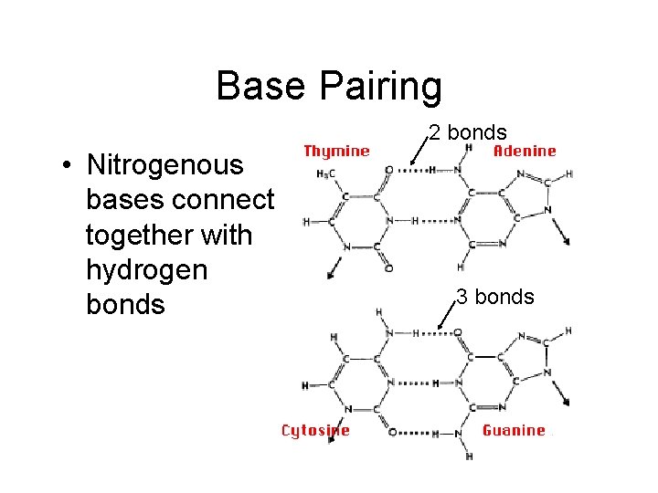 Base Pairing 2 bonds • Nitrogenous bases connect together with hydrogen bonds 3 bonds