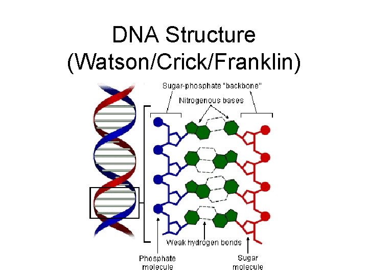 DNA Structure (Watson/Crick/Franklin) 