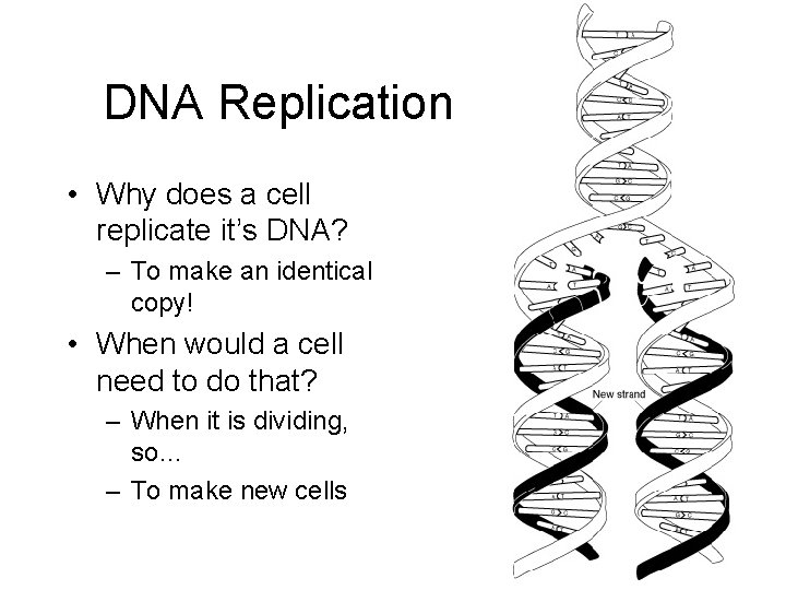 DNA Replication • Why does a cell replicate it’s DNA? – To make an