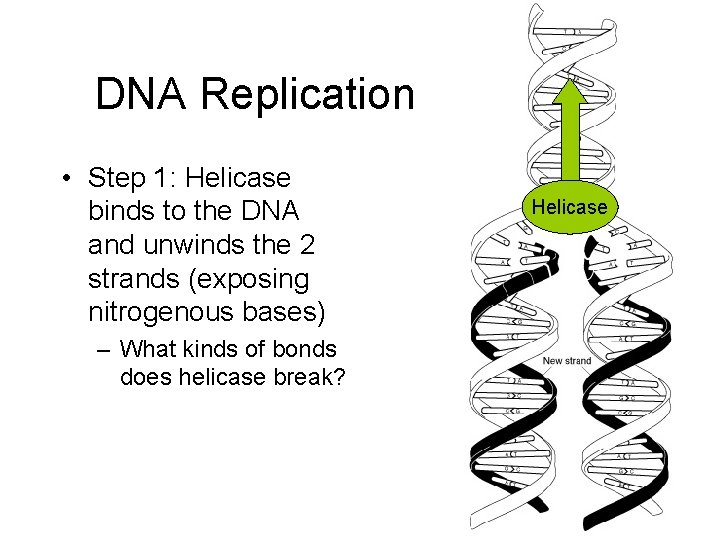 DNA Replication • Step 1: Helicase binds to the DNA and unwinds the 2