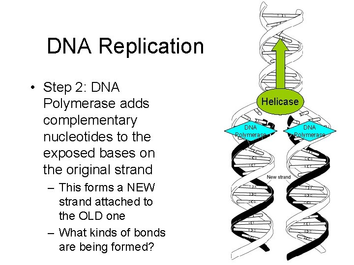 DNA Replication • Step 2: DNA Polymerase adds complementary nucleotides to the exposed bases