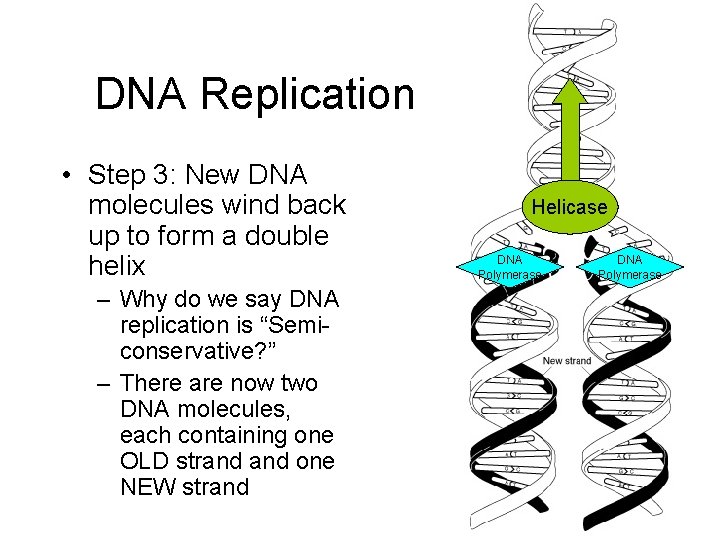 DNA Replication • Step 3: New DNA molecules wind back up to form a