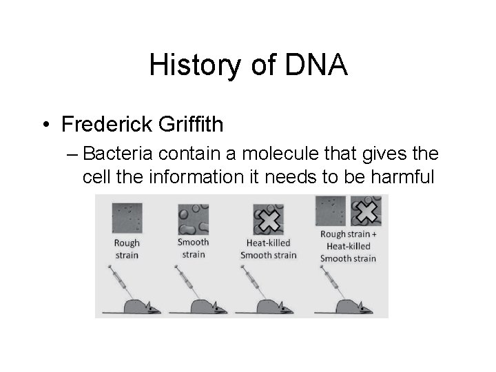 History of DNA • Frederick Griffith – Bacteria contain a molecule that gives the