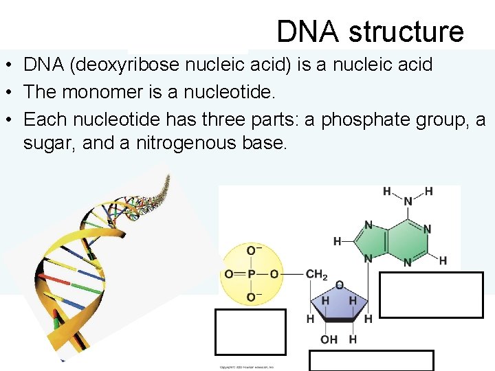 DNA structure • DNA (deoxyribose nucleic acid) is a nucleic acid • The monomer