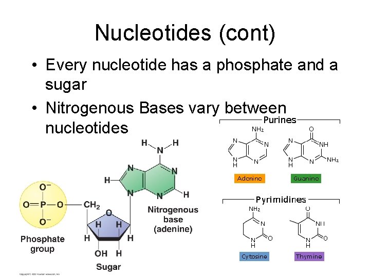 Nucleotides (cont) • Every nucleotide has a phosphate and a sugar • Nitrogenous Bases