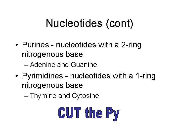 Nucleotides (cont) • Purines - nucleotides with a 2 -ring nitrogenous base – Adenine