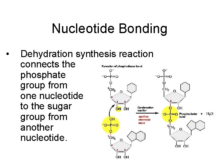 Nucleotide Bonding • Dehydration synthesis reaction connects the phosphate group from one nucleotide to