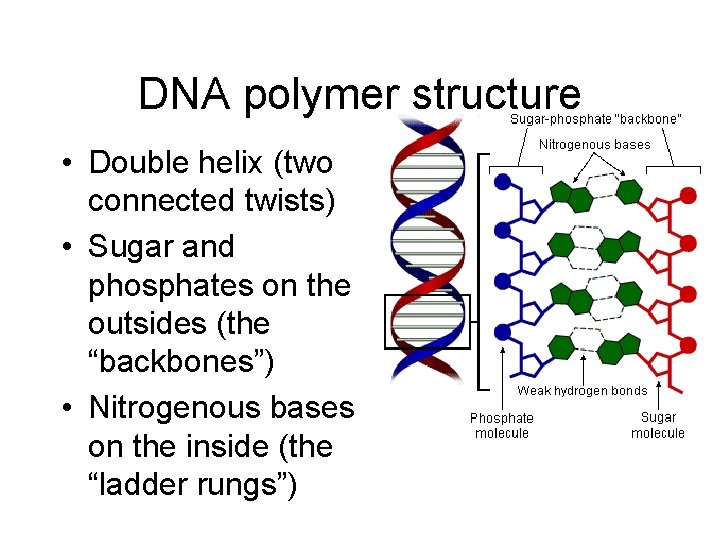 DNA polymer structure • Double helix (two connected twists) • Sugar and phosphates on