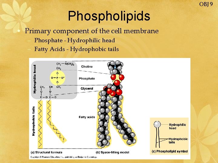 OBJ 9 Phospholipids • Primary component of the cell membrane – Phosphate - Hydrophilic
