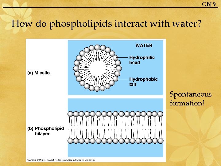 OBJ 9 How do phospholipids interact with water? Spontaneous formation! 