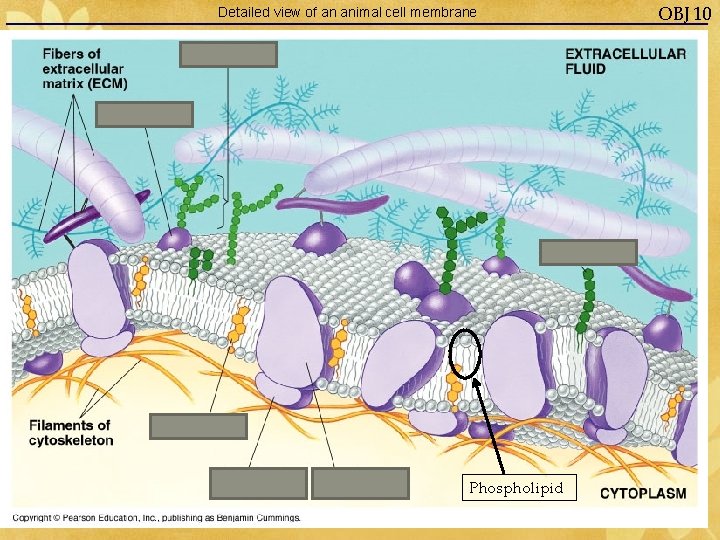 Detailed view of an animal cell membrane Phospholipid OBJ 10 
