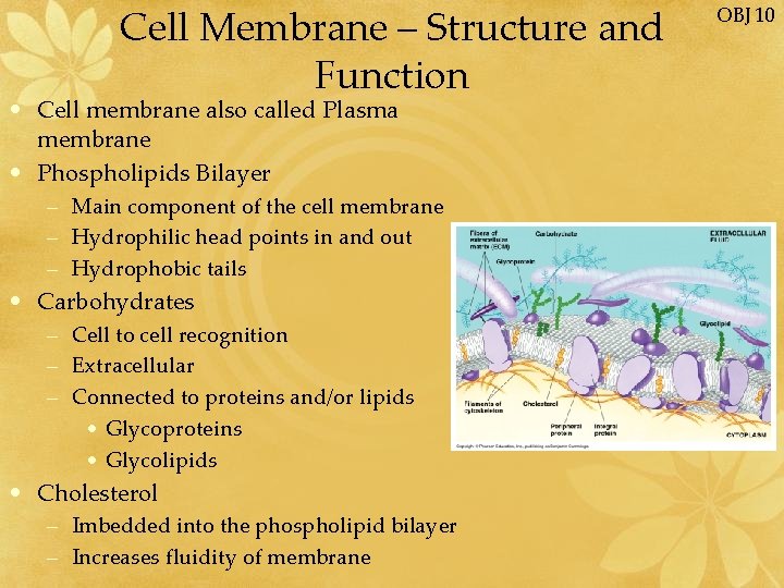 Cell Membrane – Structure and Function • Cell membrane also called Plasma membrane •