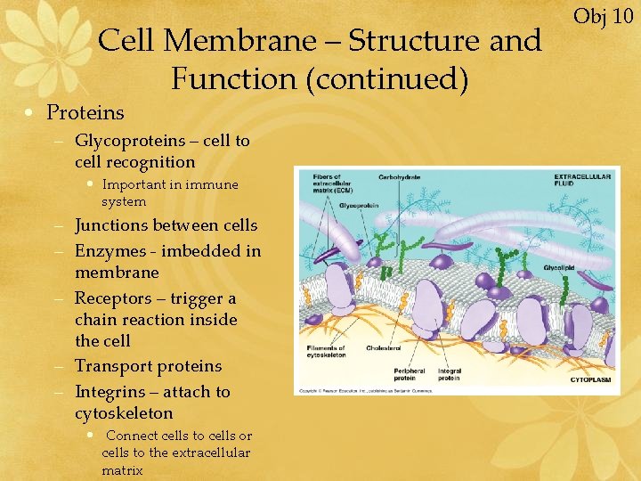 Cell Membrane – Structure and Function (continued) • Proteins – Glycoproteins – cell to