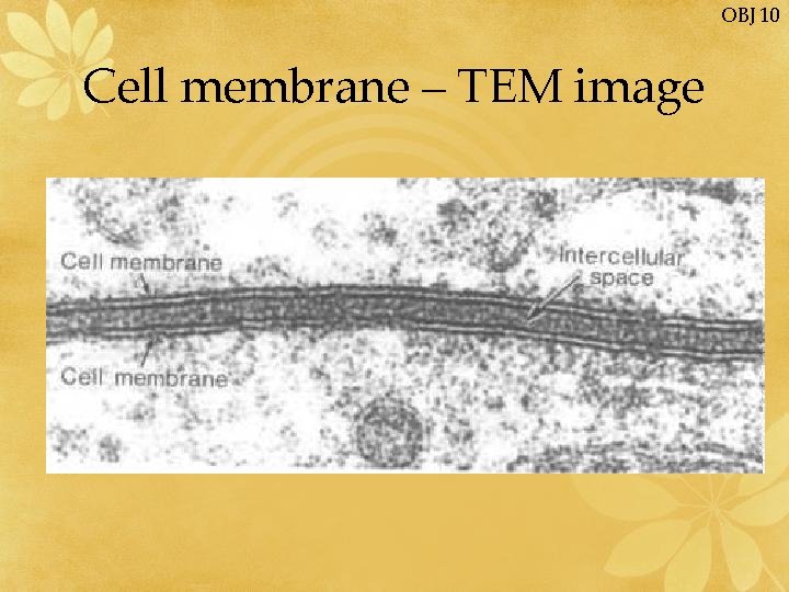 OBJ 10 Cell membrane – TEM image 