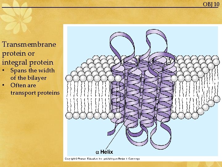 OBJ 10 Transmembrane protein or integral protein • Spans the width of the bilayer