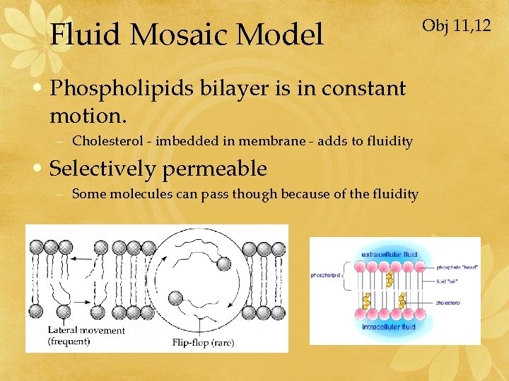 Fluid Mosaic Model • Phospholipids bilayer is in constant motion. – Cholesterol - imbedded