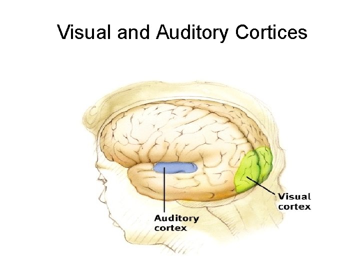 Visual and Auditory Cortices 
