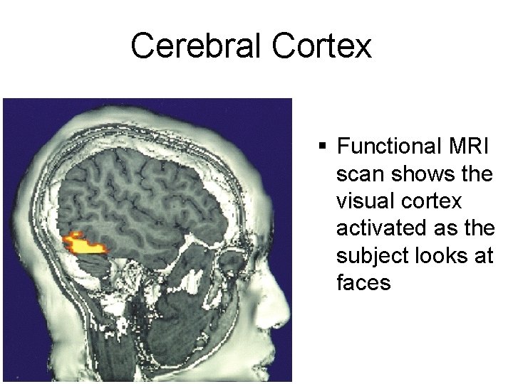 Cerebral Cortex § Functional MRI scan shows the visual cortex activated as the subject