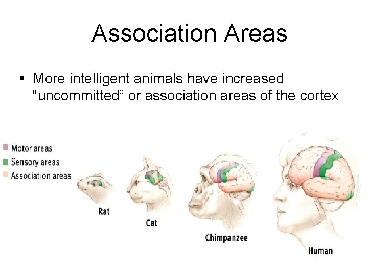 Association Areas § More intelligent animals have increased “uncommitted” or association areas of the