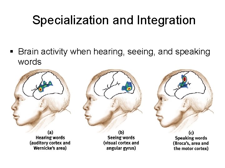 Specialization and Integration § Brain activity when hearing, seeing, and speaking words 