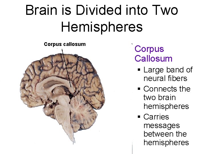 Brain is Divided into Two Hemispheres Corpus callosum § Corpus Callosum § Large band