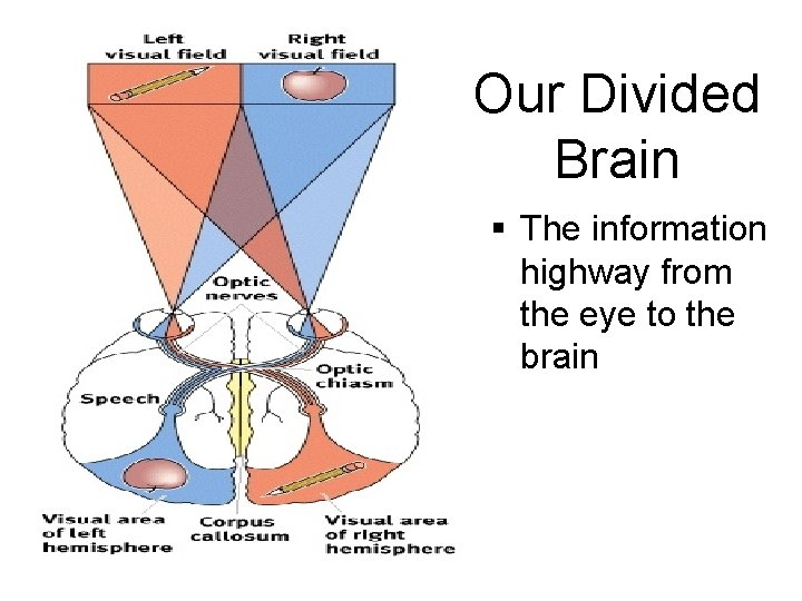 Our Divided Brain § The information highway from the eye to the brain 